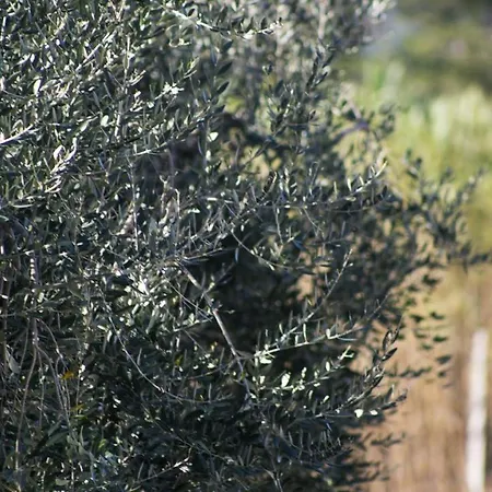 Tenute Donna Franca Elice