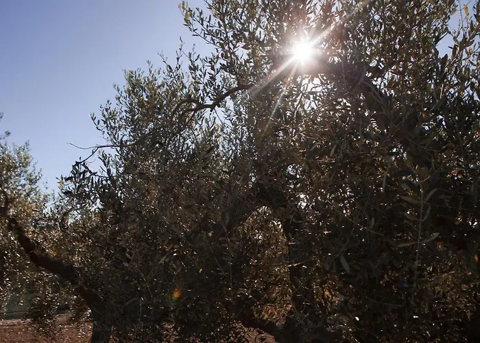 Фермерский дом Tenute Donna Franca Elice