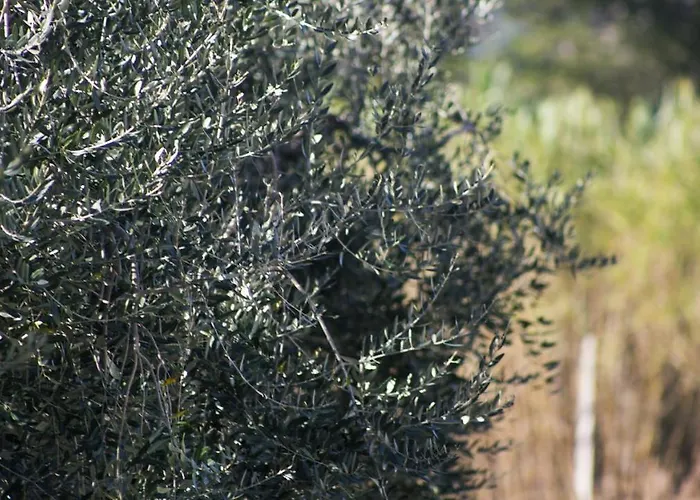 Tenute Donna Franca Elice